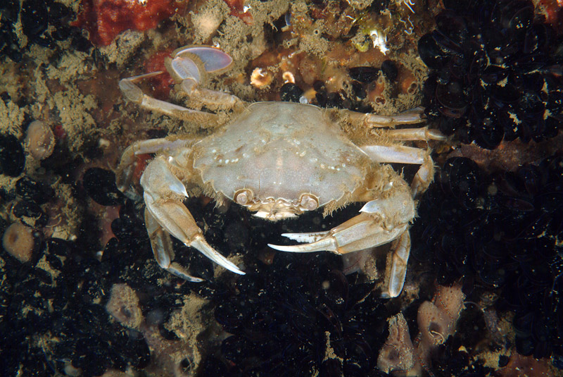 Liocarcinus depurator